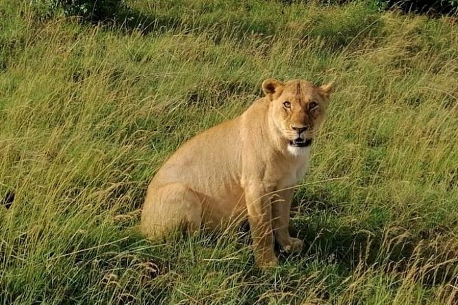 3 Days Masai Mara Safari Group Joining (Daily Departures) - Why three days works for the Masai Mara