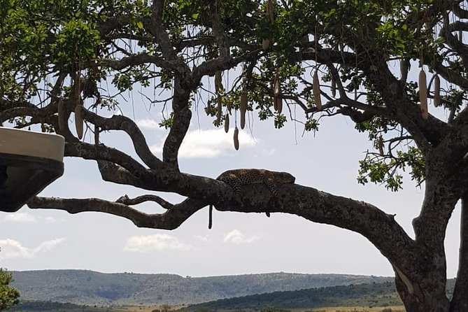 3 Days Masai Mara Safari Group Joining (Daily Departures) - A full day around the Mara River