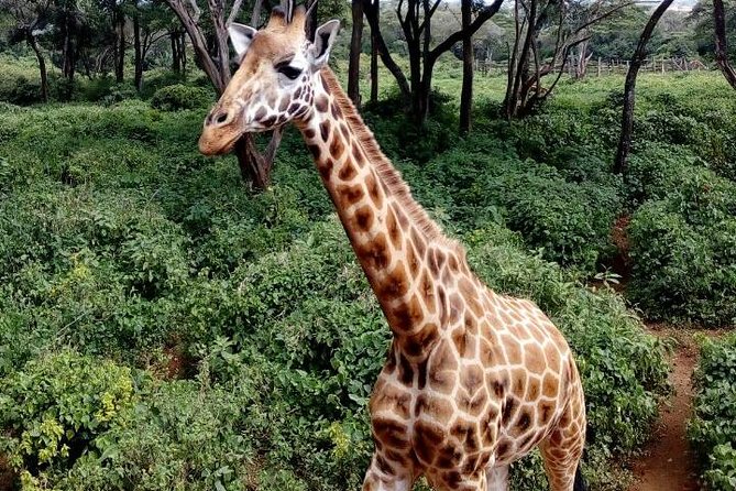 3 Days Masai Mara Safari Group Joining (Daily Departures) - Dinner, campfire, and the budget overnight