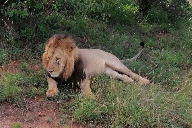 3 Days Masai Mara Safari Group Joining (Daily Departures) - The final morning and return to Nairobi