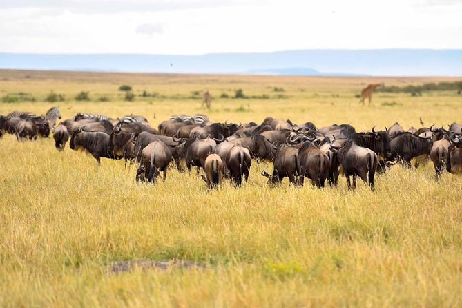 3 Days Masai Mara Safari - Leaving Nairobi Through the Great Rift Valley