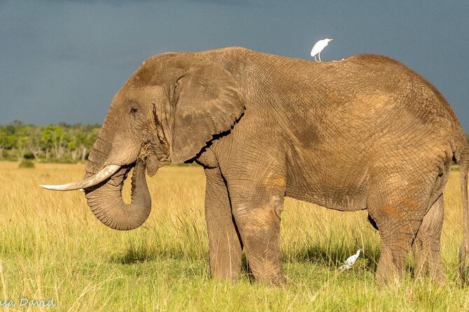 3 Days Masai Mara Tented Camp & Transport 4 x 4 Jeep - What makes this Masai Mara safari worth considering