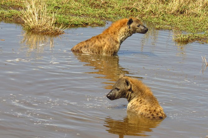 3 Days Masai Mara Tented Camp & Transport 4 x 4 Jeep - Day 3, optional activities and the road back