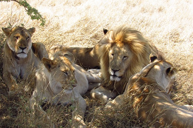 3 Days Masai Mara Tented Camp & Transport 4 x 4 Jeep - 4x4 transport and a group of six
