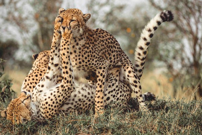 3 Days Masai Mara Wildebeest migration Budget safari - Is three days enough for the Maasai Mara?