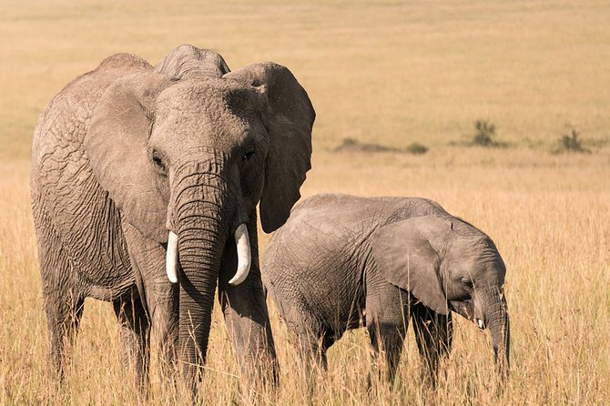 3 Days Masai Mara Wildebeest migration Budget safari - What the $950 price really covers