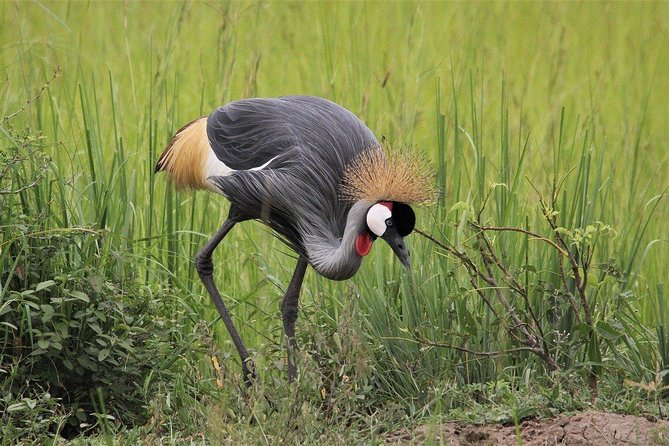 3 Days Masai Mara Wildlife private safari - Mid range budget - Key points to know before booking