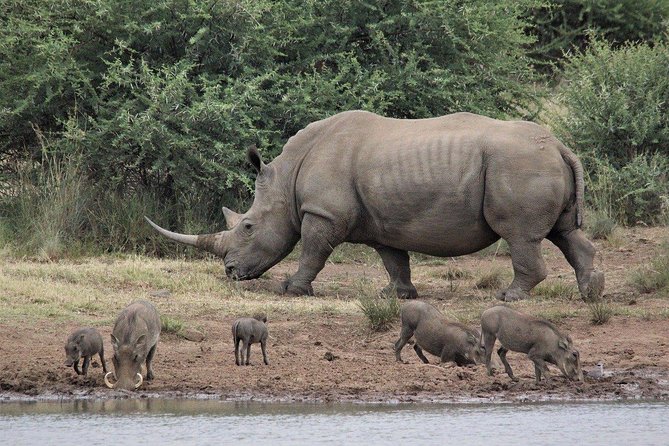 3 Days Masai Mara Wildlife private safari - Mid range budget - Starting at 8:00 a.m. in Nairobi
