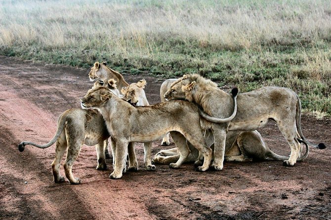 3 Days Masai Mara Wildlife private safari - Mid range budget - Communication and the guiding team
