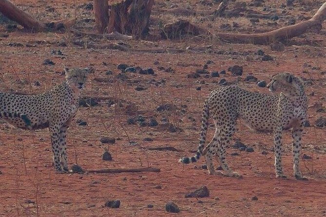 3 Days Mombasa, Taita Hills and Ngutuni Sanctuary Wildlife Safari - Day three: one last early drive and the coast