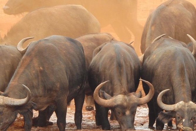 3 Days Mombasa, Taita Hills and Ngutuni Sanctuary Wildlife Safari - Is $839.49 a fair price?
