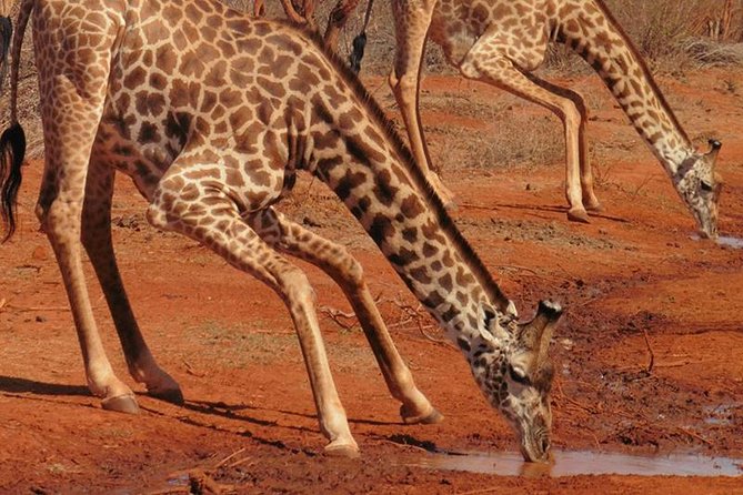 3 Days Mombasa, Taita Hills and Ngutuni Sanctuary Wildlife Safari - Who should book this experience?