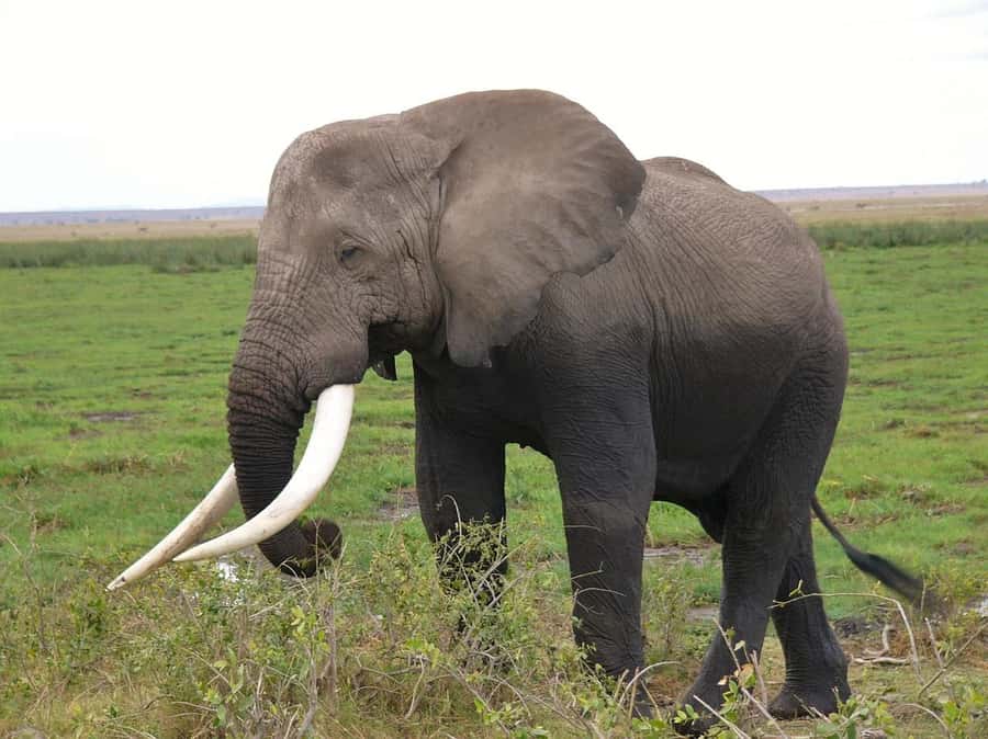3 Days Nairobi to Amboseli to Tsavo East to Mombasa Safari - Why this three-day route works