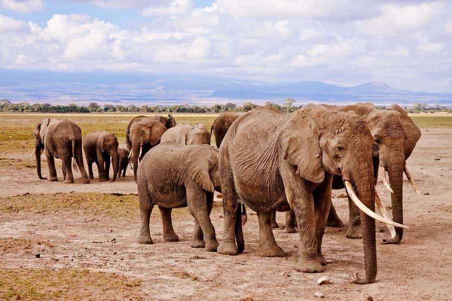 3 Days Nairobi to Amboseli to Tsavo East to Mombasa Safari - Day 2: From Amboseli to the wilder side of Tsavo East