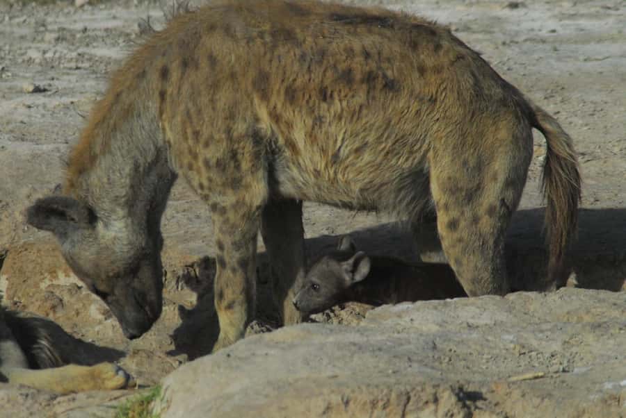 3 Days Nairobi to Amboseli to Tsavo East to Mombasa Safari - Day 3: A final game drive, then Mombasa