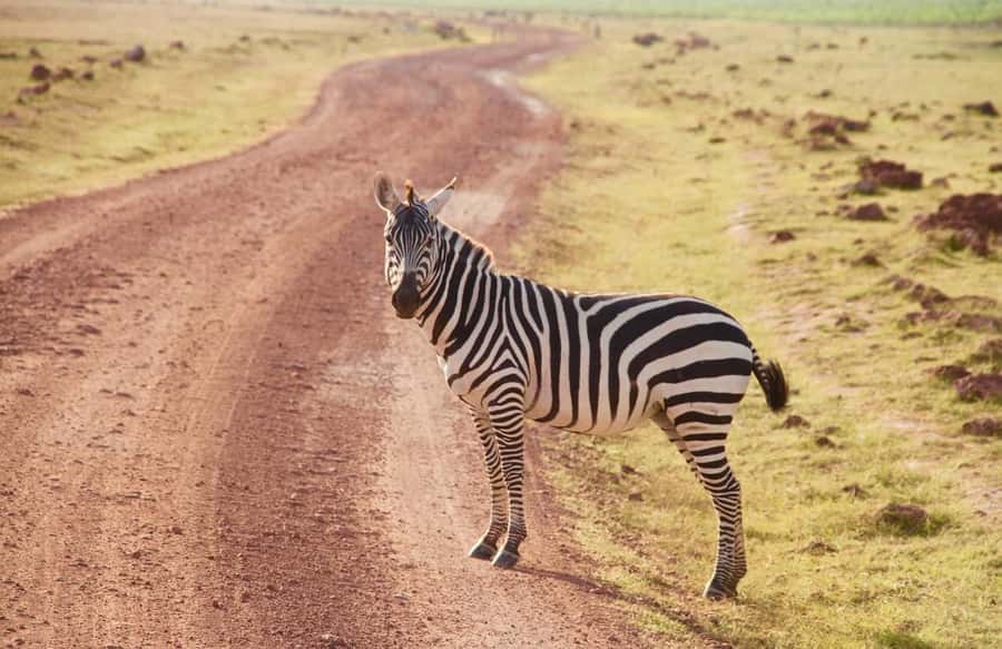 3 Days Nairobi to Amboseli to Tsavo East to Mombasa Safari - The vehicle, guide, and private group format