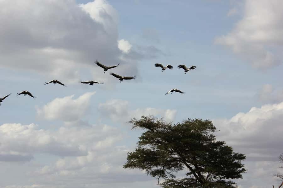 3 Days Nairobi to Amboseli to Tsavo East to Mombasa Safari - Who should choose this safari?