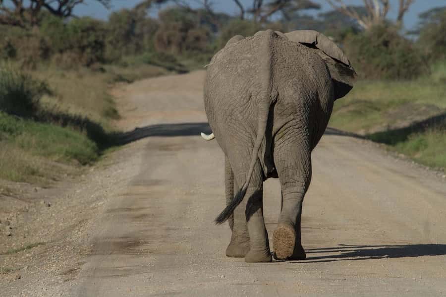 3 Days Nairobi to Amboseli to Tsavo East to Mombasa Safari - Day 1: Nairobi to Amboseli and the Kilimanjaro view