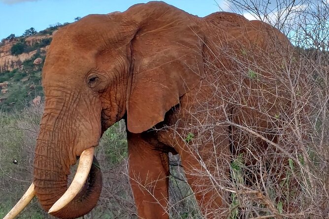3 Days Private Safari Tsavo East and West Tour - What Mzima Springs Adds to the Trip
