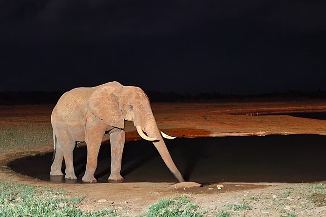 3 Days Private Safari Tsavo East and West Tour - Day Three: Final Drive and Return to the Coast