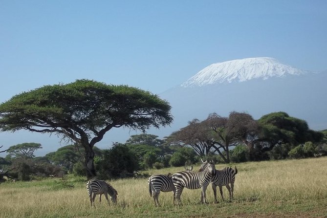 3 days Red elephant safari - Why Tsavo’s red elephants are worth the trip