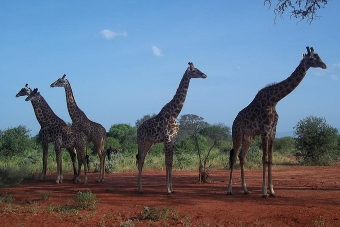 3 days Red elephant safari - Day three: an early drive before returning to the coast