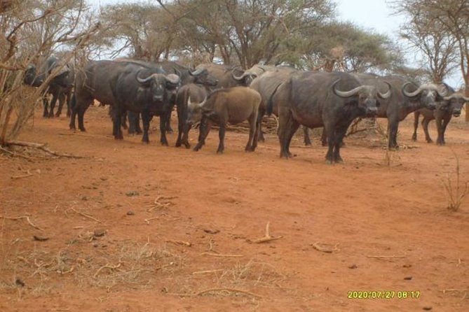 3 days Red elephant safari - The guide can shape the whole safari