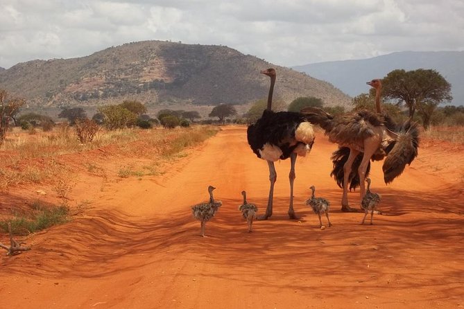 3 days Red elephant safari - Who will like this three-day safari