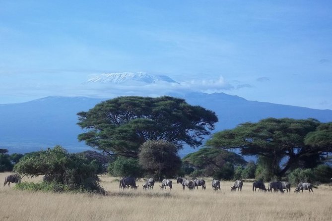 3 days Red elephant safari - Leaving Diani Beach at 6:30 am