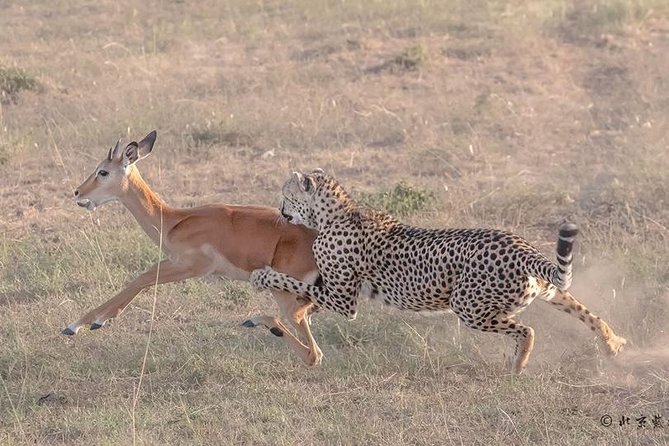 3 Days Safari in Amboseli National Park - Day 1: Arrival, lunch, and the first Amboseli game drive