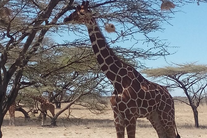 3 Days Safari to Samburu N/R and Ol Pejeta Conservancy.- Luxury. - From Nairobi to Samburu, Across the Equator