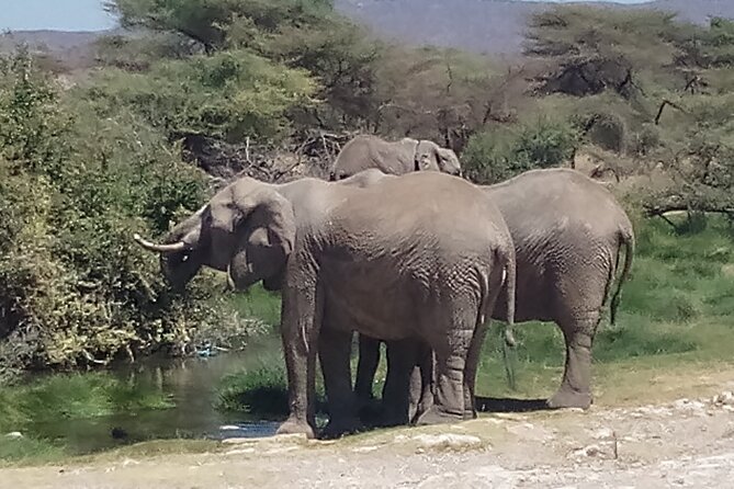 3 Days Safari to Samburu N/R and Ol Pejeta Conservancy.- Luxury. - What the First Night at Samburu Ashnil Camp Means