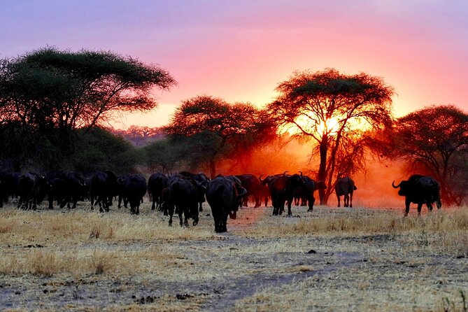3 Days Safari Tour in Maasai Mara - Afternoon animals in Maasai Mara