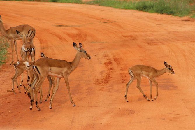 3 Days safari Tsavo East and Amboseli national park. - Key points to know before booking