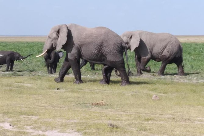 3 Days safari Tsavo East and Amboseli national park. - Day 1: Leaving Mombasa for Tsavo East