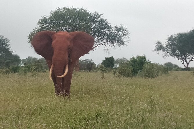 3 Days safari Tsavo East and Amboseli national park. - Day 2: The long transfer to Amboseli