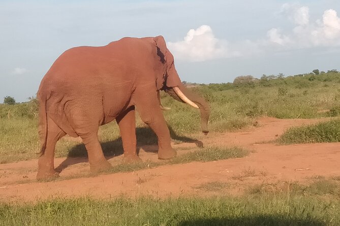 3 Days safari Tsavo East and Amboseli national park. - Amboseli and the chance to see Kilimanjaro
