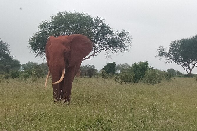 3 Days safari Tsavo East and Amboseli national park. - Day 3: One last game drive, then back toward the coast