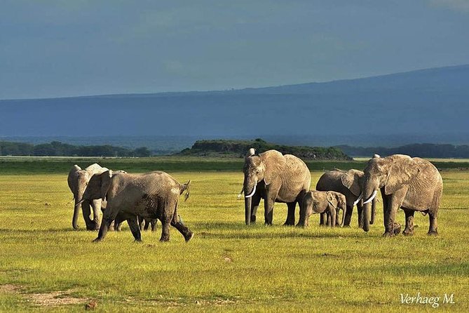 3 Days safari Tsavo East and Amboseli national park. - Guides, vehicles, and communication