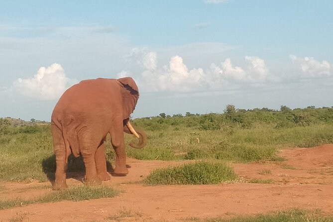 3 Days safari Tsavo East and Amboseli national park. - Meals and accommodation: useful, but ask precise questions