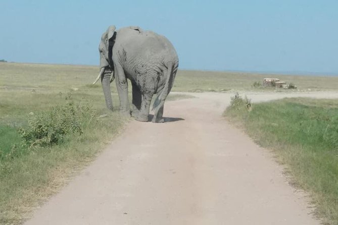 3 Days safari Tsavo East and Amboseli national park. - Tsavo East wildlife and the value of a private vehicle