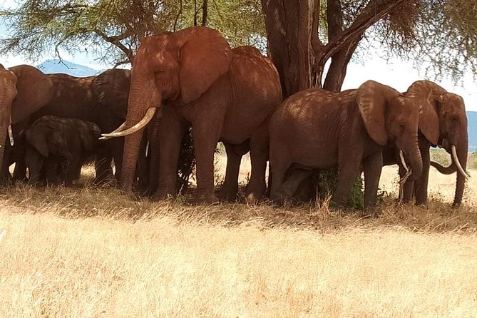 3 days safari Tsavo East and Taita hills (Saltlick lodge) - Tsavo East: red soil, open country, and a strong first game drive