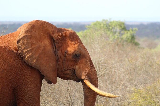 3 days safari Tsavo East and Taita hills (Saltlick lodge) - From Tsavo East to Saltlick Lodge