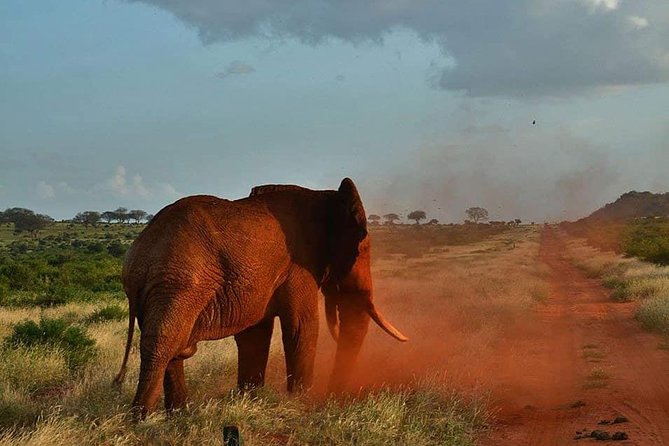 3 days safari Tsavo East and Taita hills (Saltlick lodge) - Saltlick Lodge and Taita Hills Wildlife Sanctuary