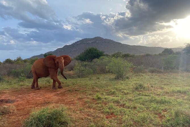 3 days safari Tsavo East and Taita hills (Saltlick lodge) - The final morning and return toward Mombasa