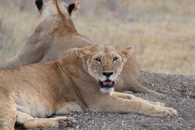 3 days safari Tsavo East and Taita hills (Saltlick lodge) - What the $900 price really covers