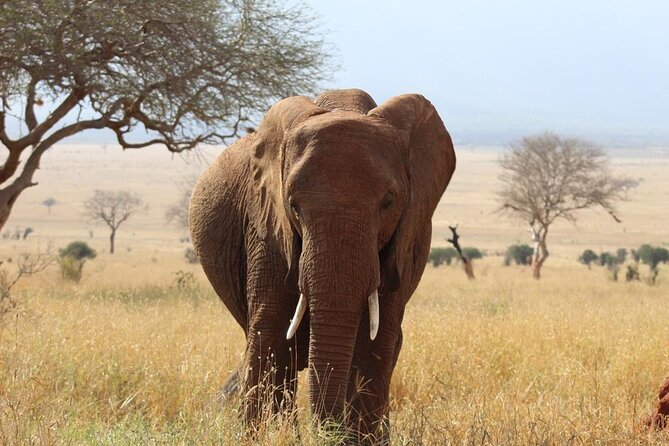3 days safari Tsavo East and Taita hills (Saltlick lodge) - The private format and who benefits most