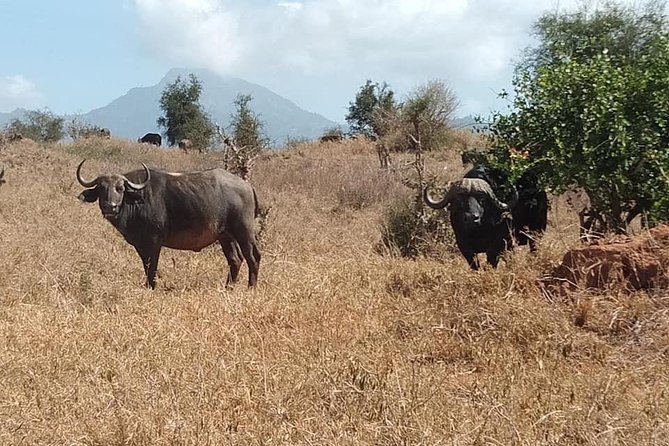 3 Days Safari Tsavo East and Taita Hills Saltlick Lodge - Day one: elephants, lions, and the wide Tsavo East country