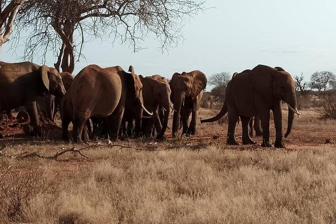 3 days safari Tsavo East and West - Why Tsavo works well from Diani Beach