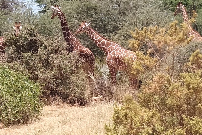 3 days safari Tsavo East and West - What you may see in Tsavo East